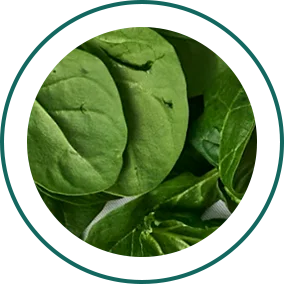 Spinach