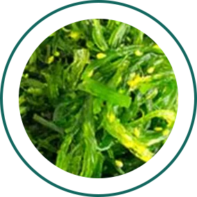 Kelp