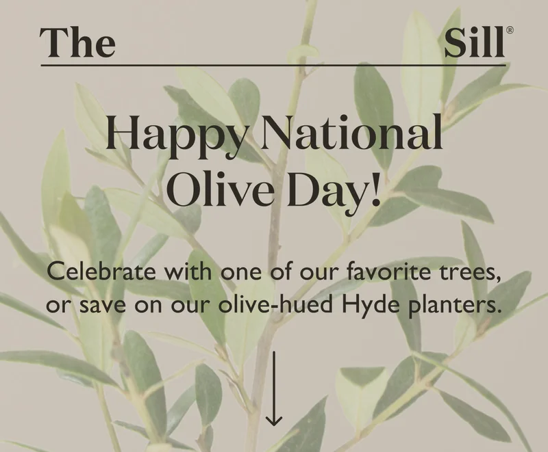 Happy National Olive Day! Celebrate with one of our favorite trees, or save on our olive-hued Hyde planters.