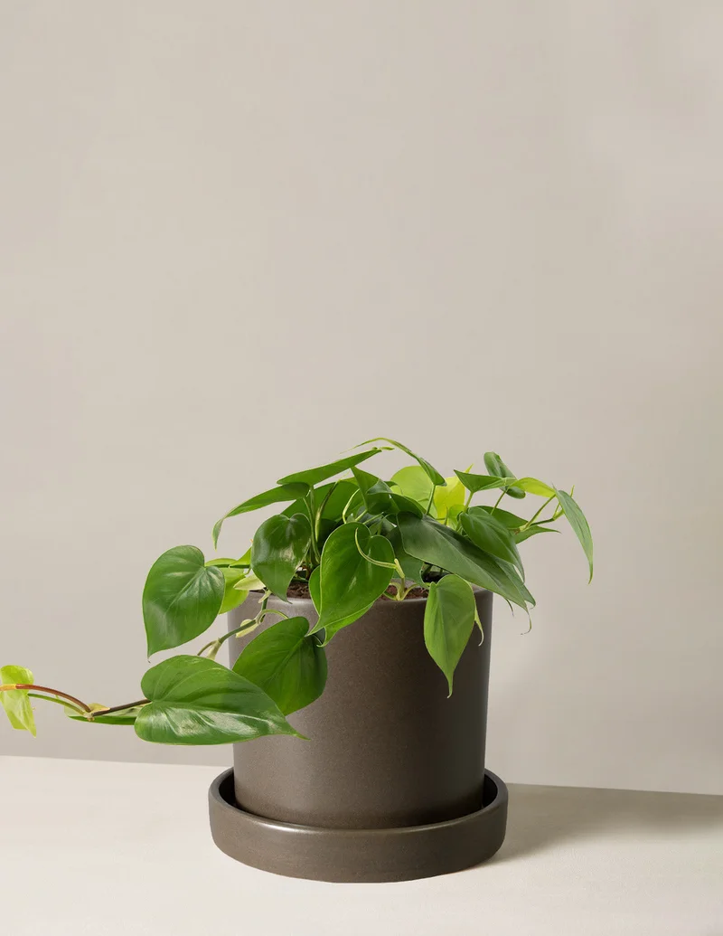 Image of Philodendron Green