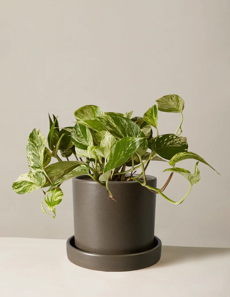 Image of Pothos Marble Queen