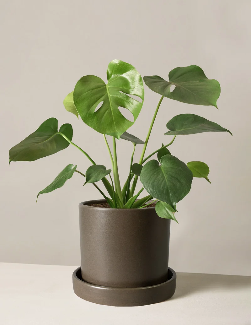 Image of Monstera Deliciosa