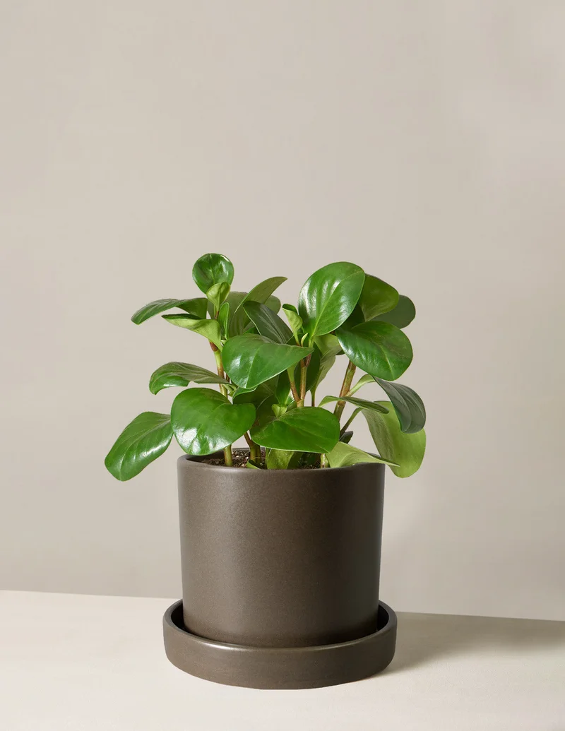 Image of Peperomia Obtusifolia