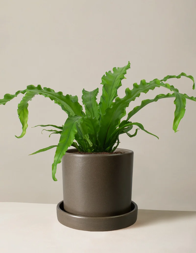 Image of Bird's Nest Fern