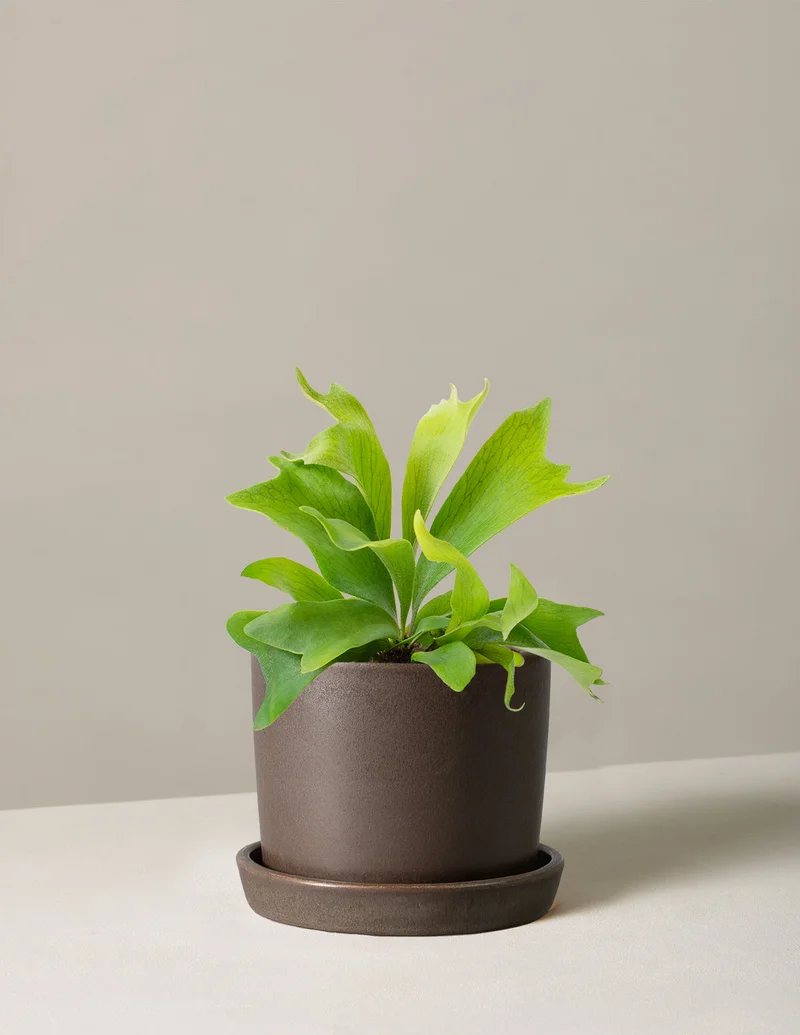 Image of Staghorn Fern