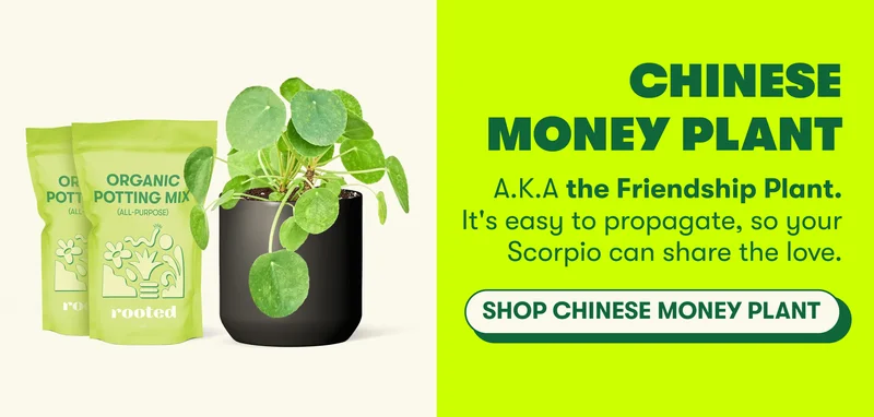 CHINESE MONEY PLANT A.K.A the Friendship Plant. It's easy to propagate, so your Scorpio can share the love.  [SHOP CHINESE MONEY PLANT]