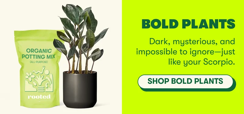 BOLD PLANTS Dark, mysterious, and impossible to ignore—just like your Scorpio.  [SHOP BOLD PLANTS]