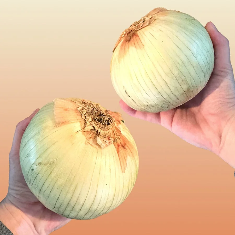 Extra Large Sweet Onions!