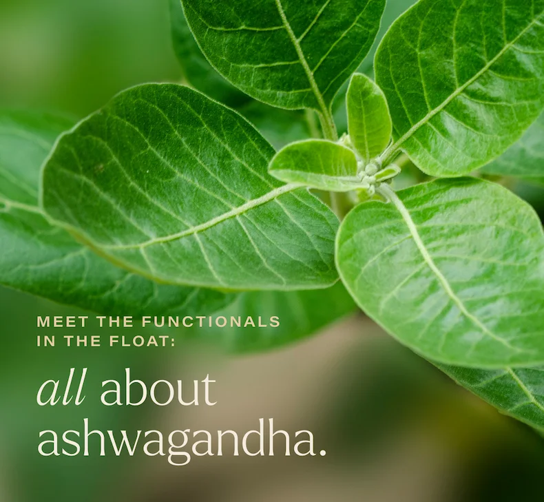 meet the functionals in the float: ALL ABOUT ASHWAGANDHA.