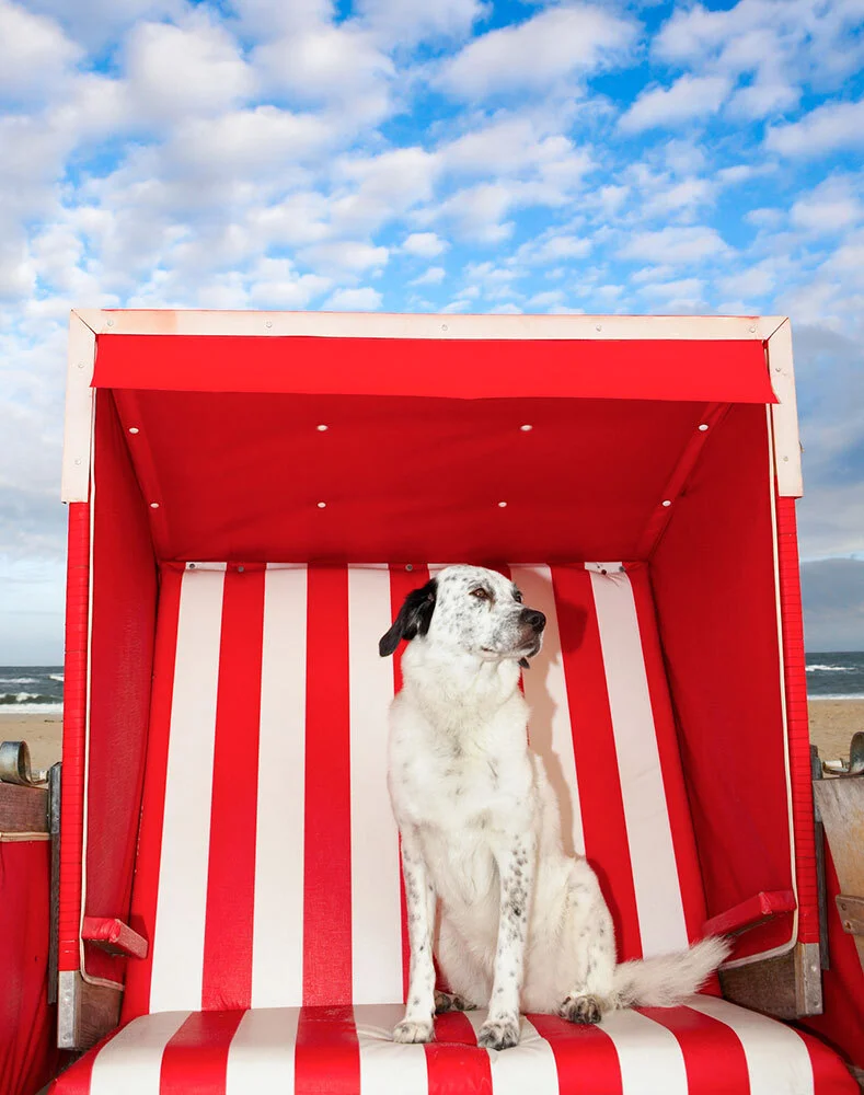 A dog in a red and white striped beach chair