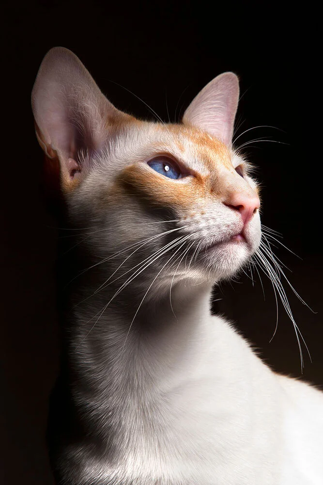 A Siamese cat with orange and white fur on its face, against a black background.