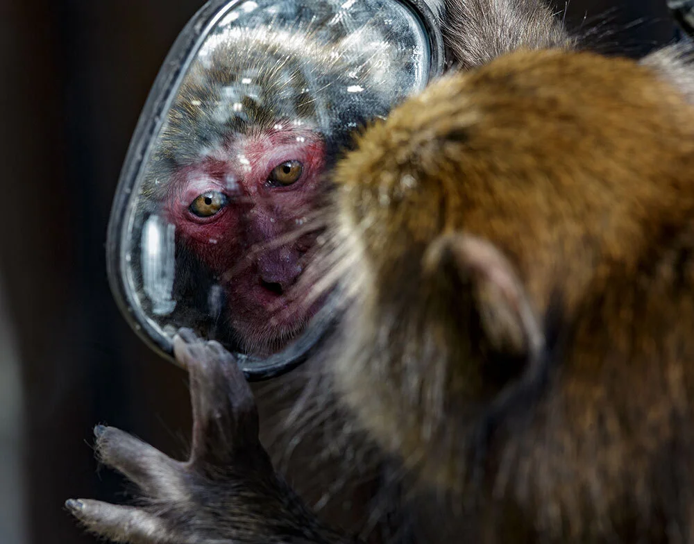 A Japanese Macaque looks into a small dirty mirror as one hand gently touches the edge of the mirror's frame.
