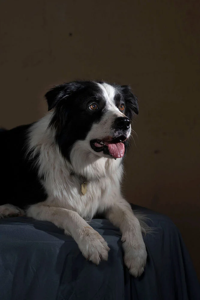 A portrait of a border collie in Arizona
