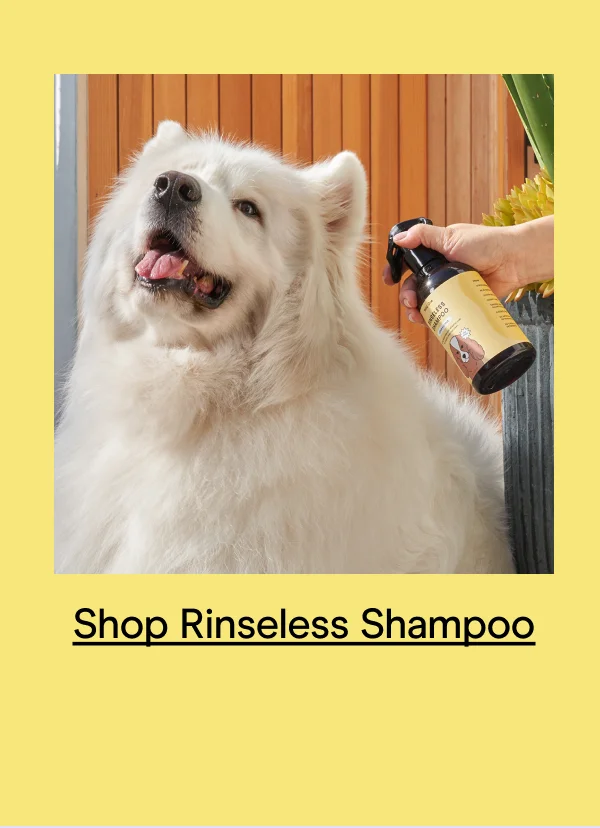 rinseless shampoo