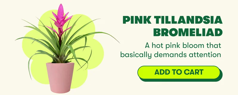 Pink Tillandsia Bromeliad A hot pink bloom that basically demands attention [ADD TO CART]