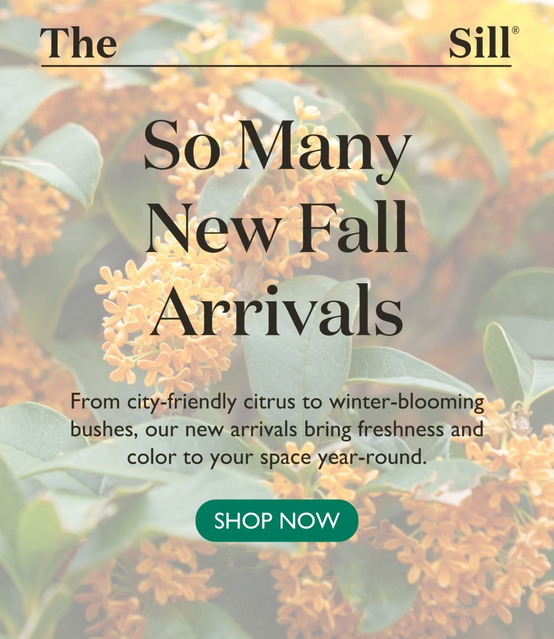 SO MANY New Fall Arrivals! Shop now.