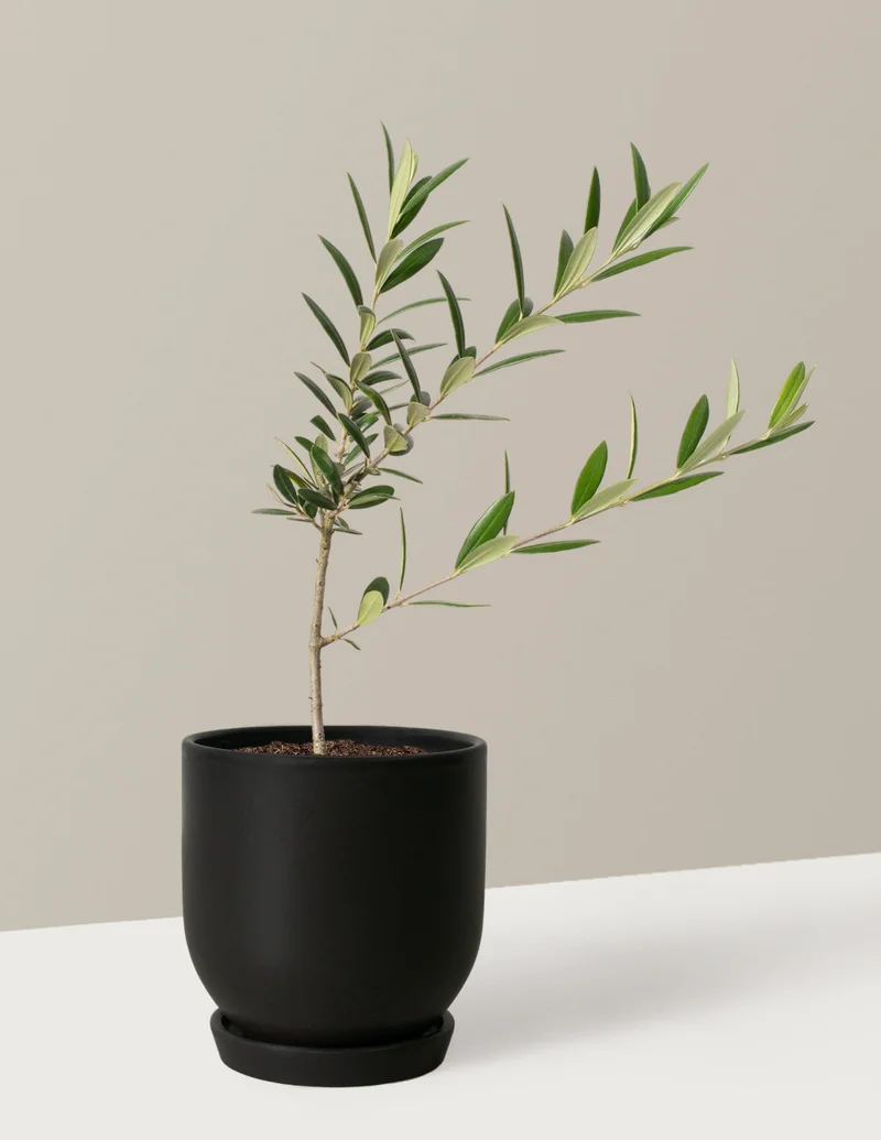 Shop Olive Tree