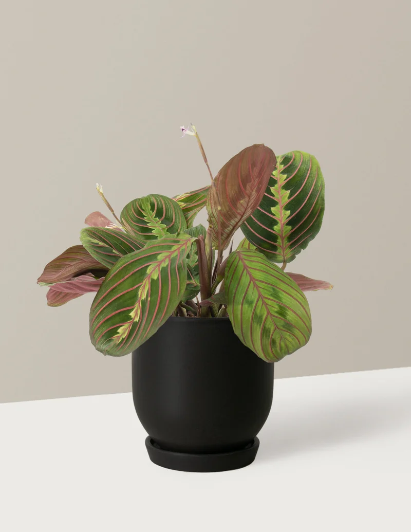 Shop Maranta Red