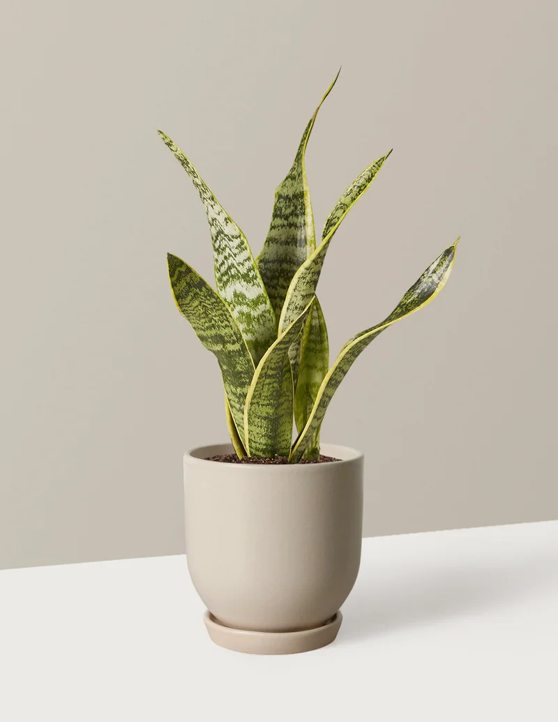 Shop Snake Plant