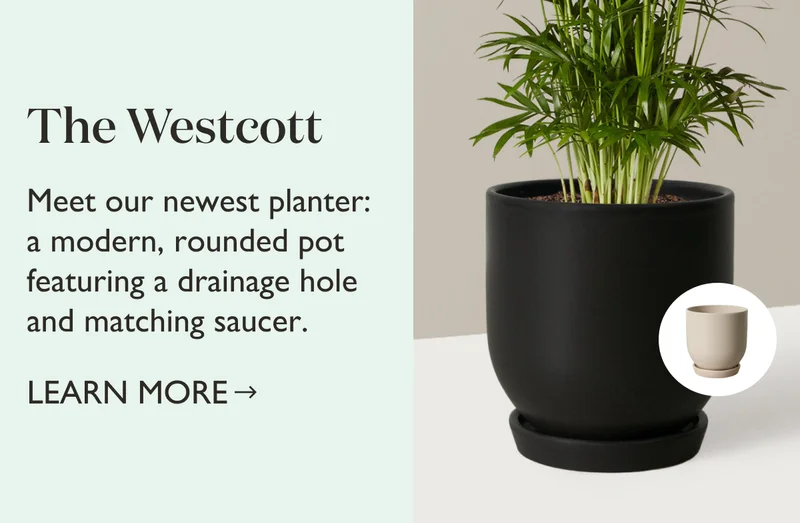 Meet The Westcott Planter