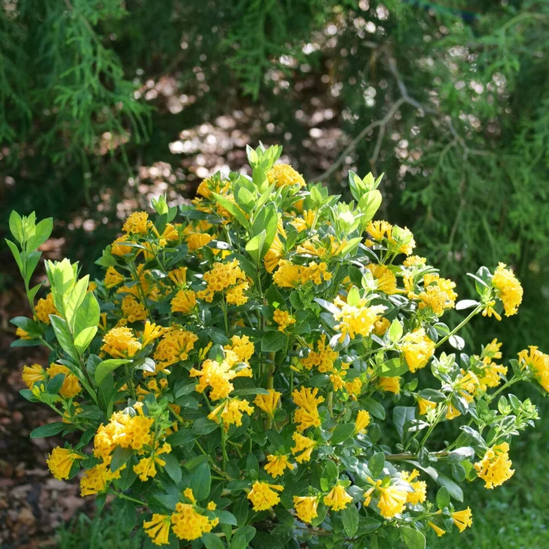 Image of Juiced® Orange Jessamine