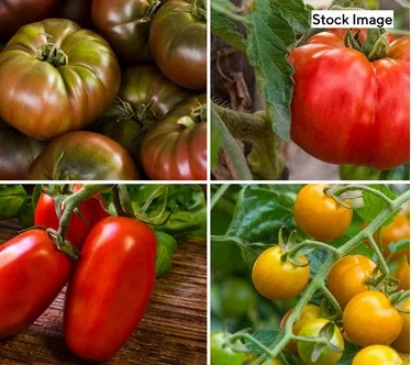 Cottage Farms 4-Piece Best Tasting Tomato Collection with Fertilizer
