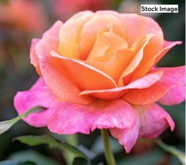 Cottage Farms 1-Piece Rio Samba Rose Bareroot