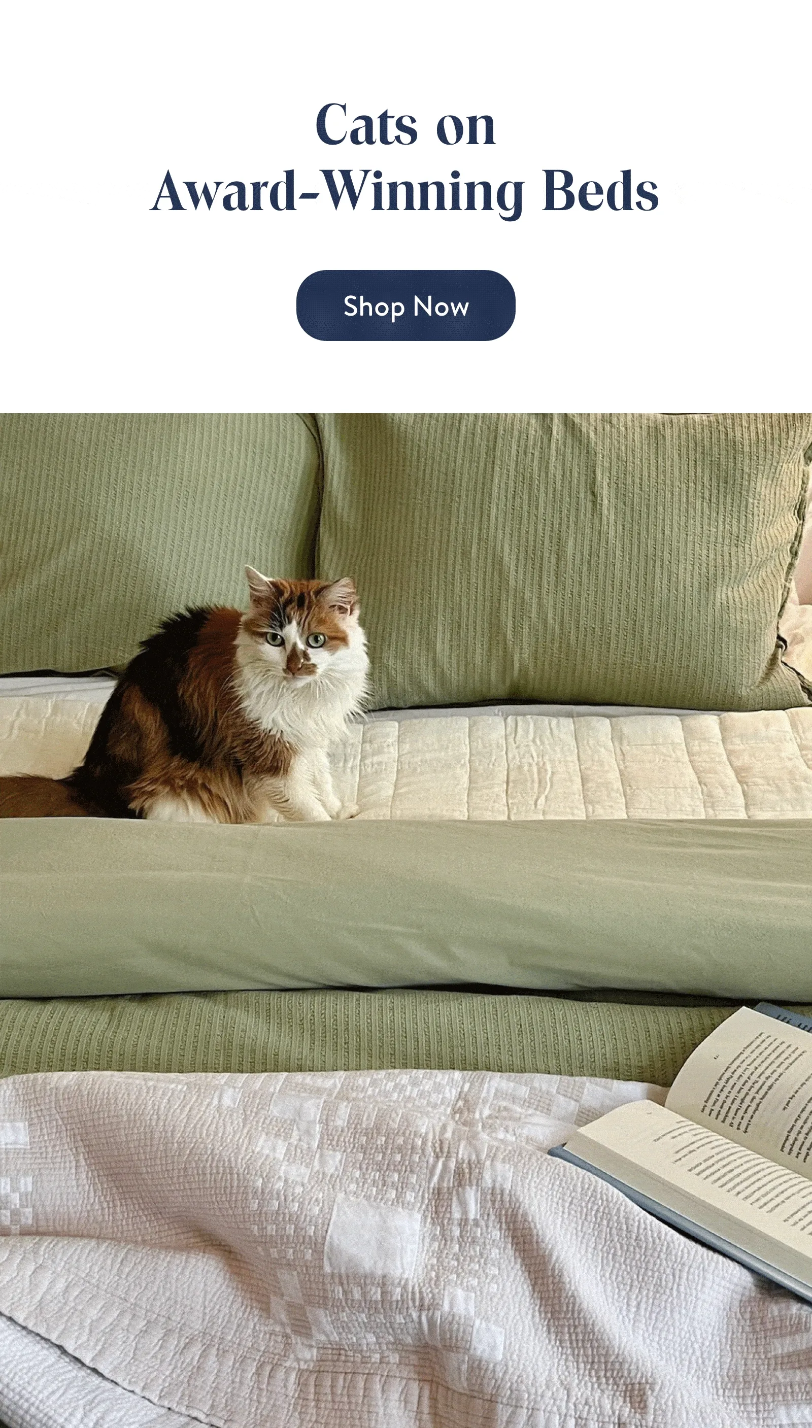 Cats on Award-Winning Beds
