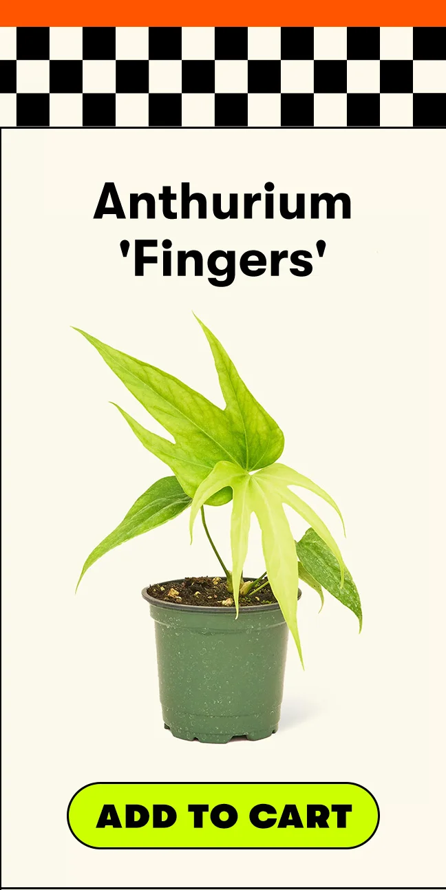 Anthurium 'Fingers'