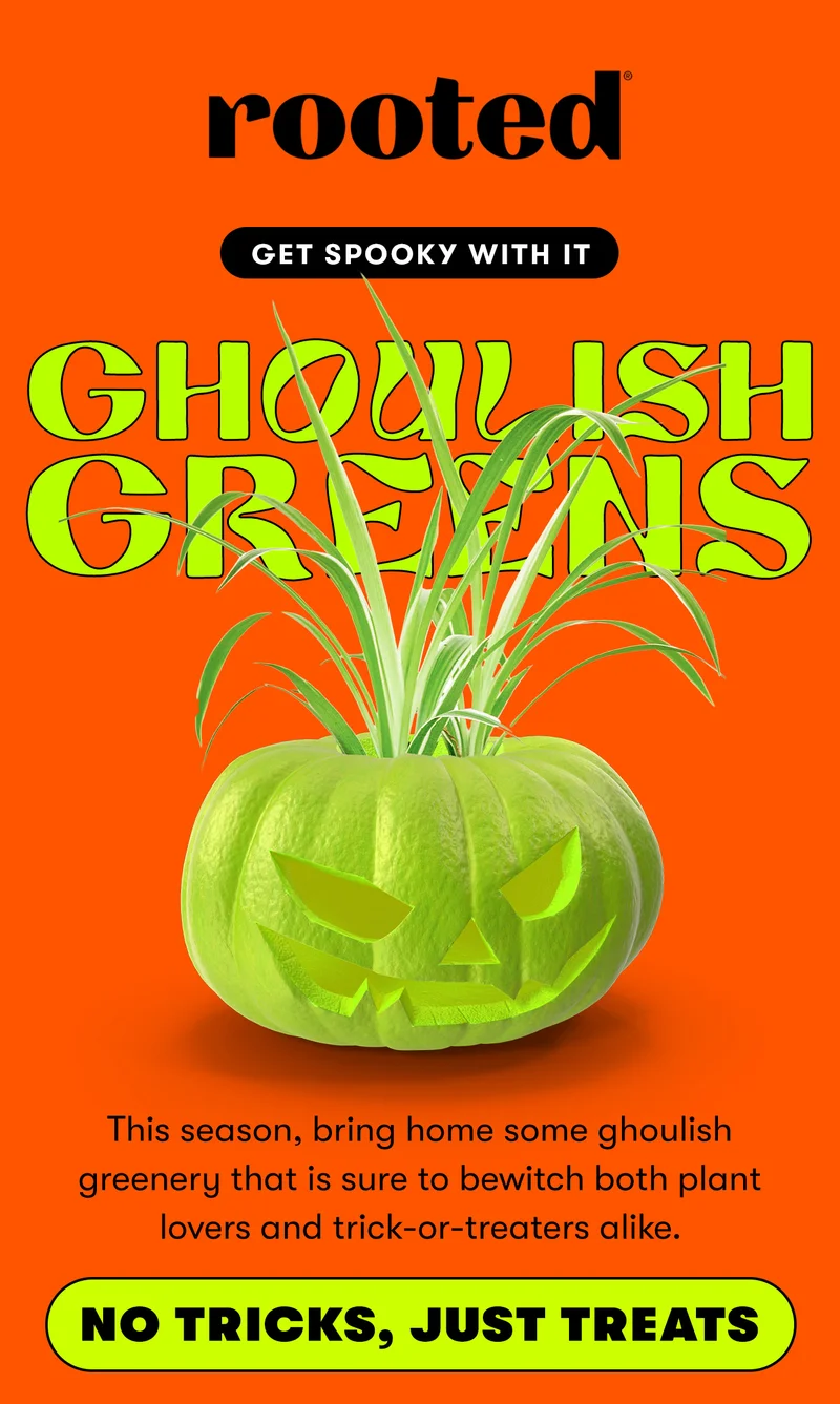 Get Spooky With It! This season, bring home some ghoulish greenery that is sure to bewitch both plant lovers and trick-or-treaters alike