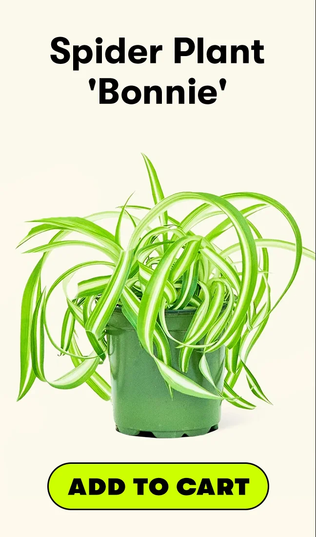 Spider Plant 'Bonnie'