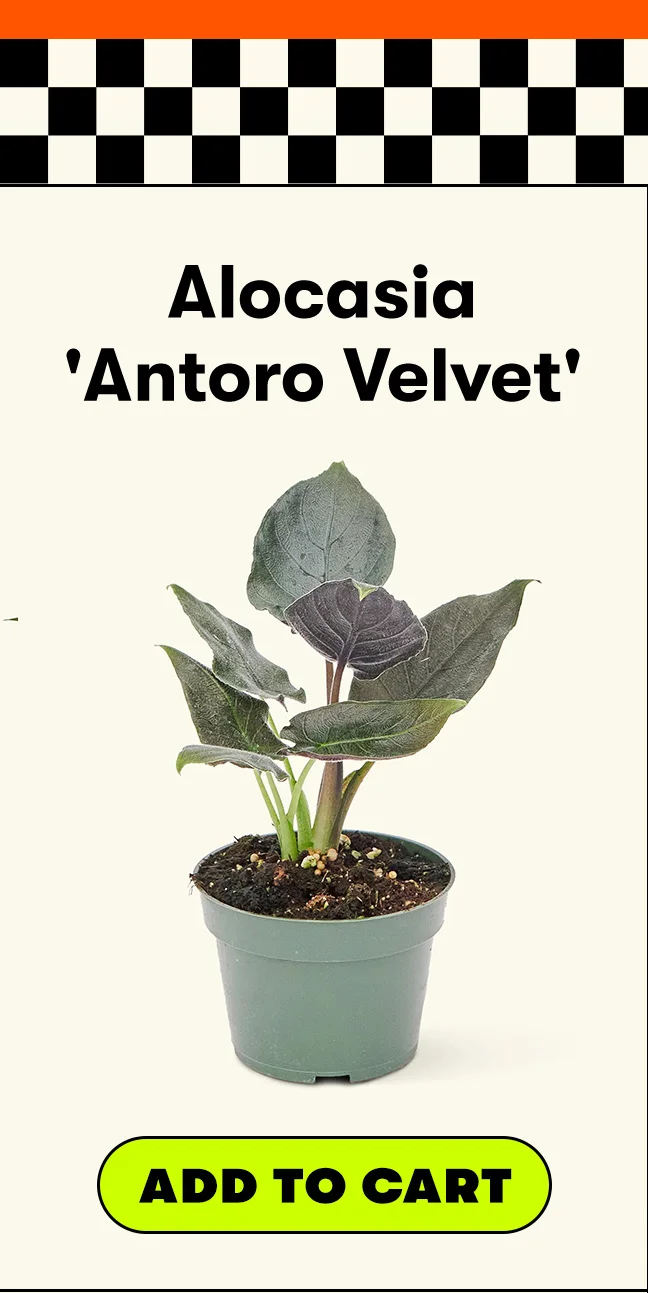 Alocasia 'Antoro Velvet'