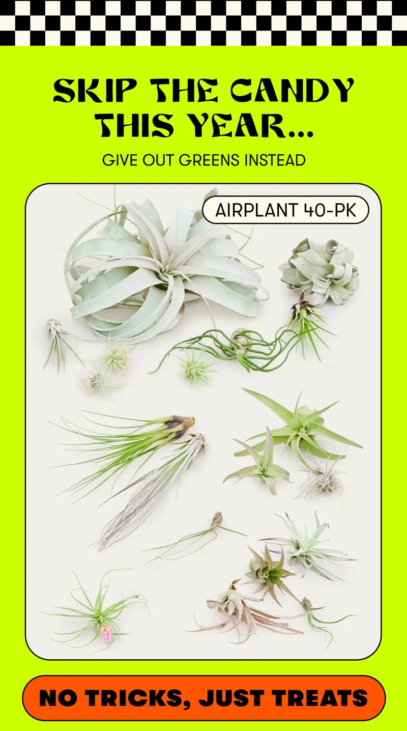 Skip the candy this year... Give out greens instead! Airplant 40 pack - no tricks, just treats