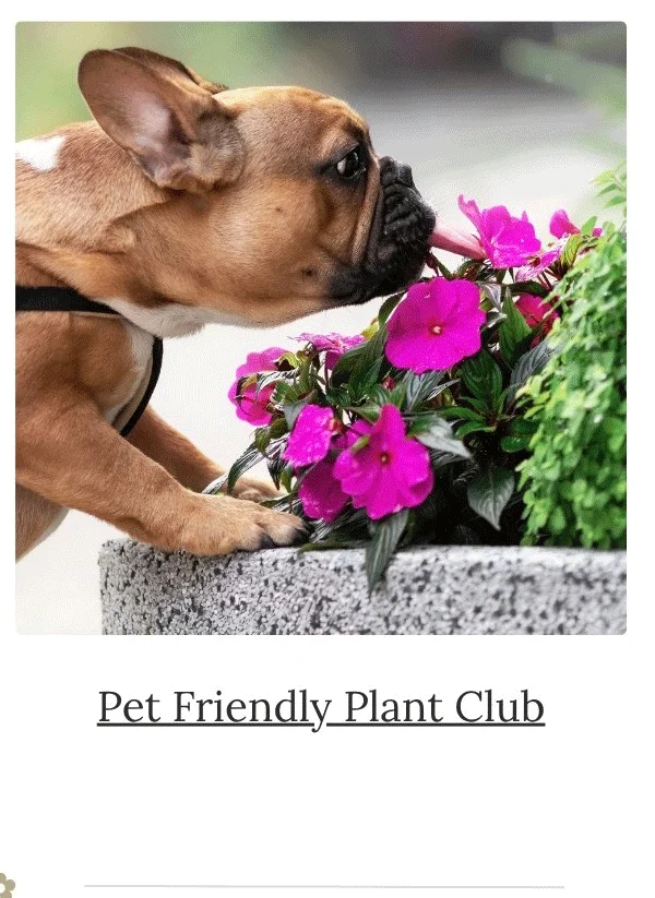 Pet Safe Plants delivered Monthly!
