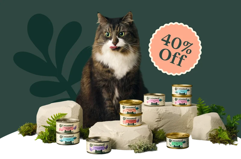 Untamed cat