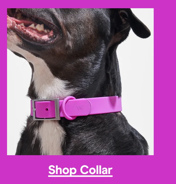 collar