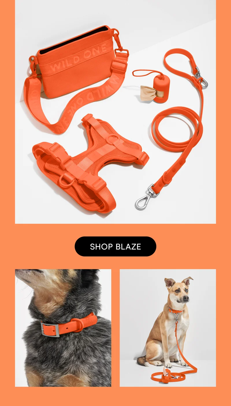 Shop Blaze
