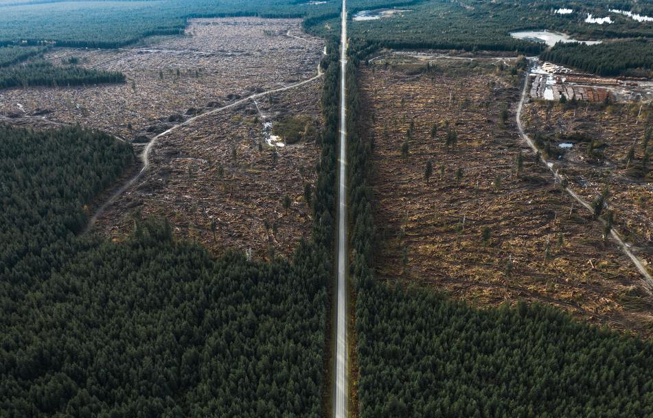 Overhead view of a road running through the middle of a clear-cut forest.