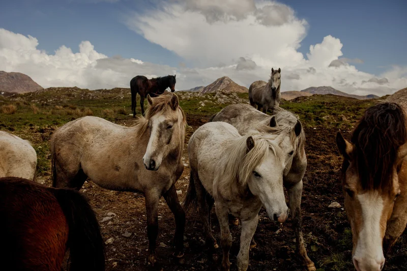 Connemara ponies, Galway
