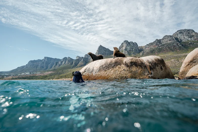 Seals and a diver in False Bay, Cape Town
