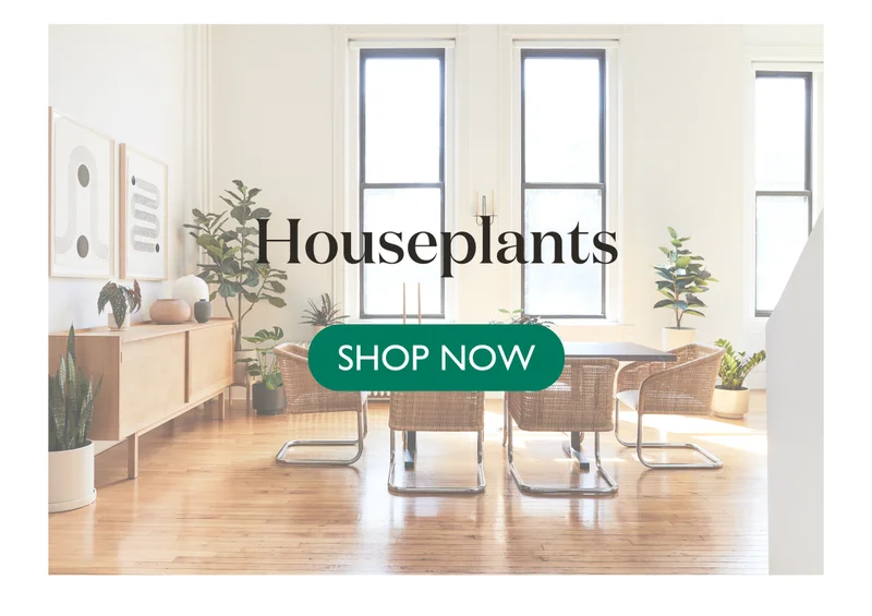 Shop Houseplants