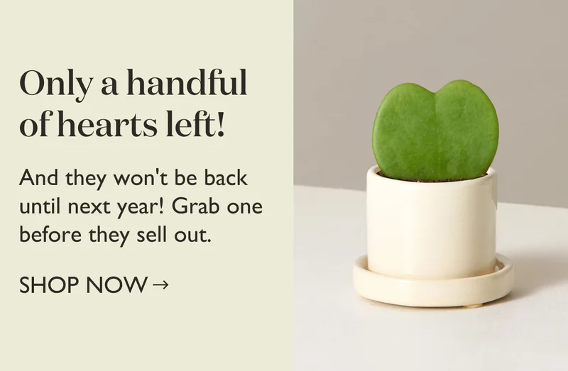 Only a handful of hearts left! And they won't be back until next year. Grab one before they sell out.