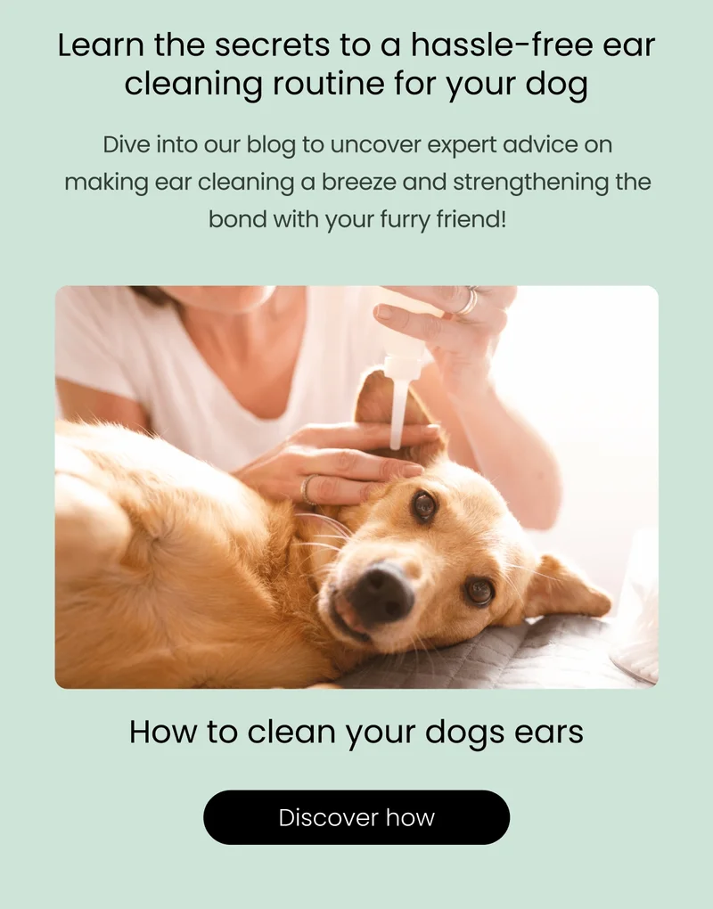 Learn the secrets to a hassle-free ear cleaning routine for your dog - Discover how