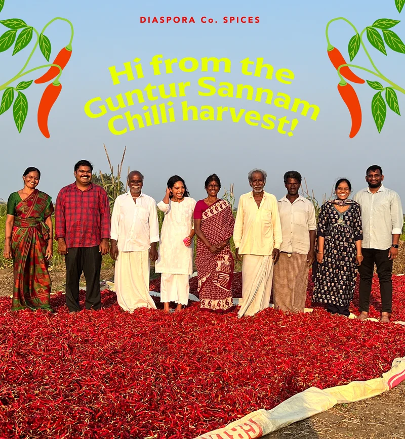 Hi From The Guntur Sannam Chilli Harvest