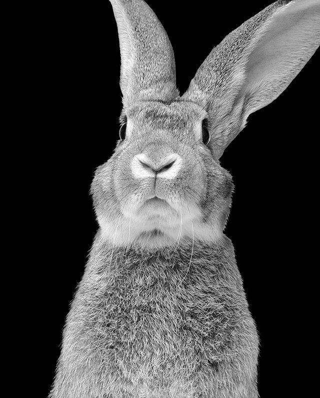 FOREVER AGAINST ANIMAL TESTING