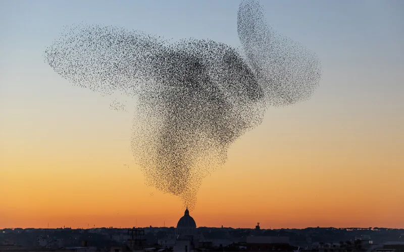 A convergence of these birds swirls above St. Peter’s Basilica