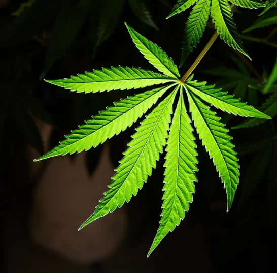 Cannabis' and 'marijuana' are often used interchangeably, though technically the cannabis plant produces a variety of products that are not psychoactive and contain THC (marijuana refers to the psychoactive products).