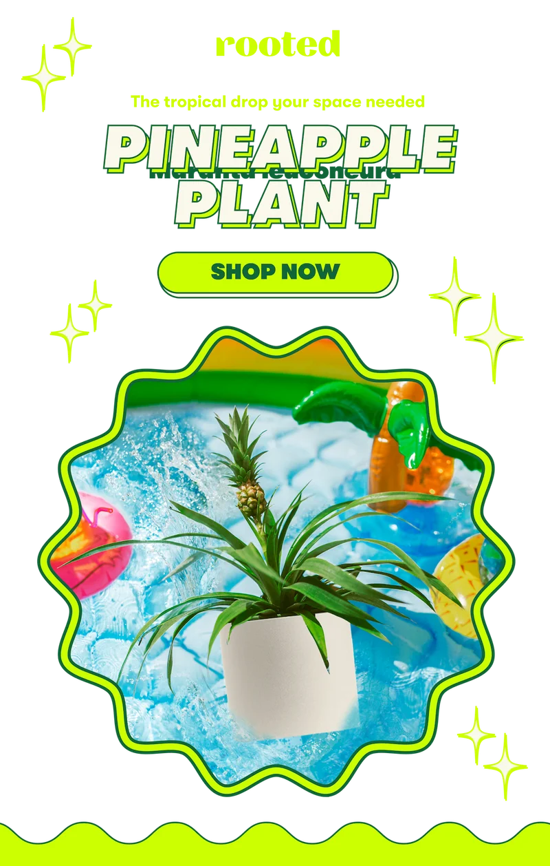 Meet the Pineapple Plant!