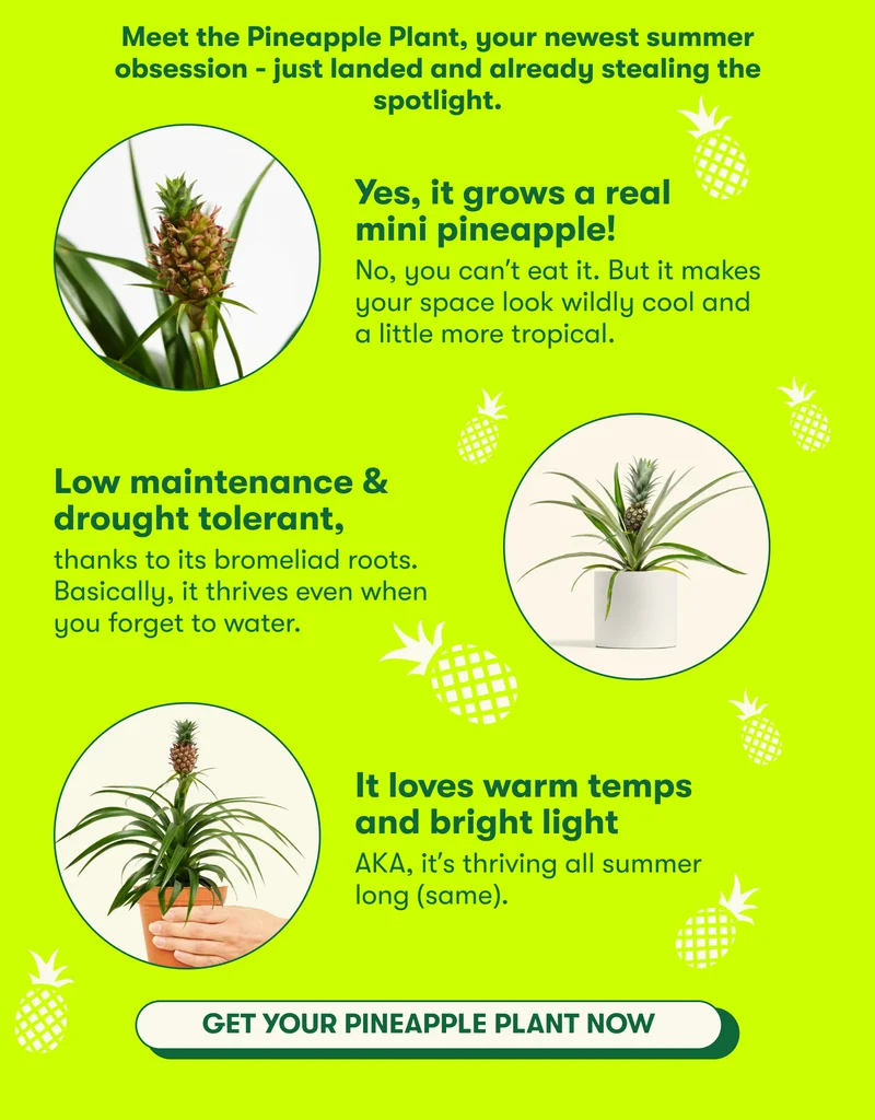 Meet the pineapple plant