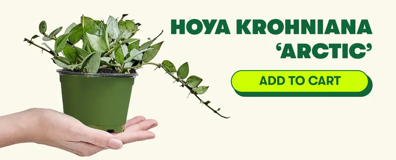 HOYA KROHNIANA ‘ARCTIC’+ [ADD TO CART]